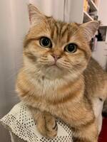 Lucy och Hund: Grabben