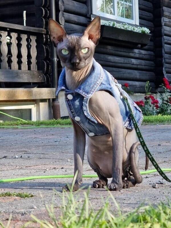 Katt - Naken katten Leif 