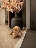 Kanin (miniature lop)