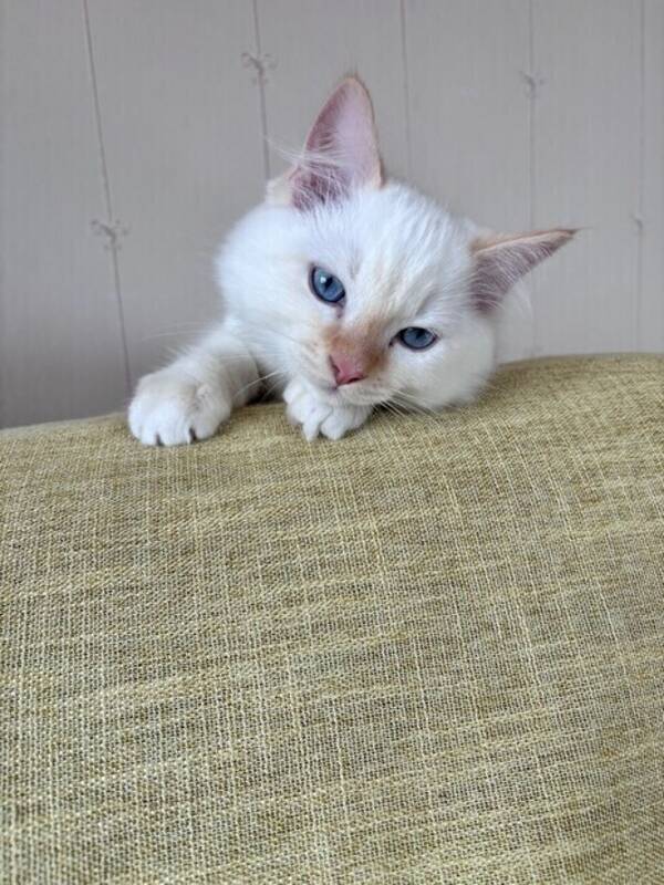 Katt - Ragdoll kattunge