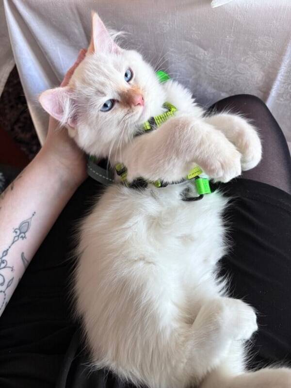 Katt - Ragdoll kattunge