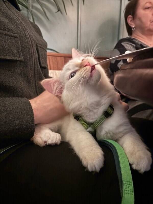 Katt - Ragdoll kattunge