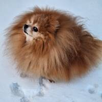 Pomeranian Tilo