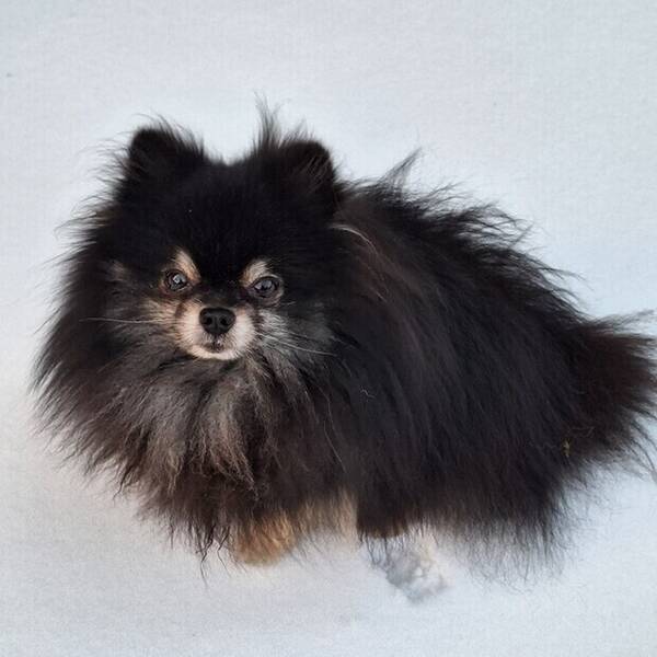 Hund - Pomeranian Mini