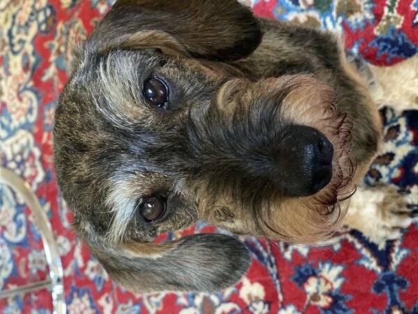 Hund