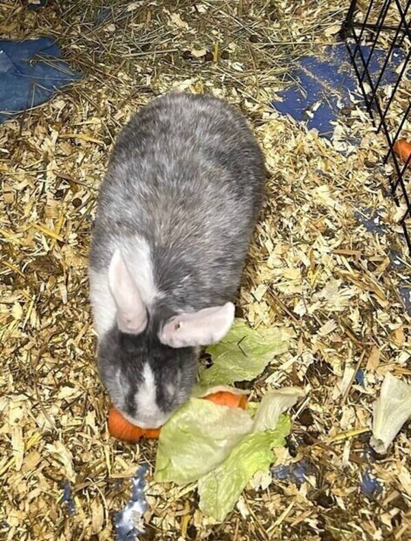 Övrigt - Min kanin Cookie.