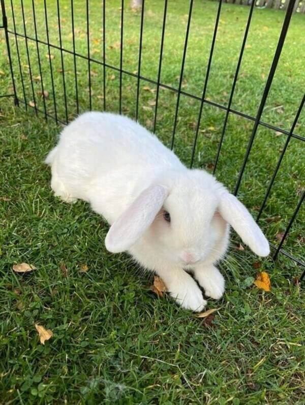 Övrigt - Min kanin Snowball