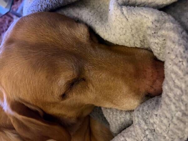 Hund - Hunden Scooby