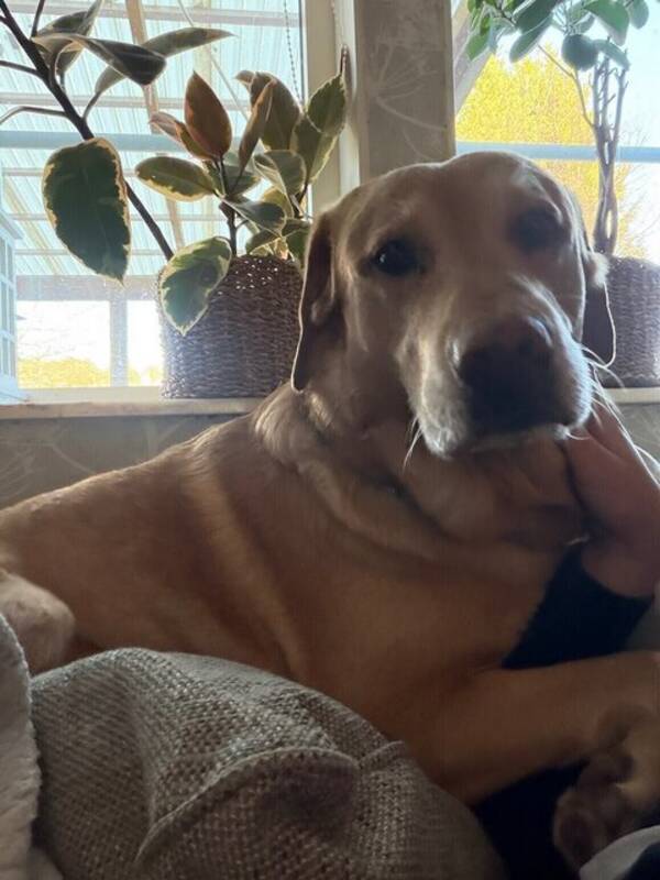 Hund - Hunden Scooby