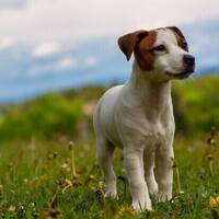 Jack Russel terrier 