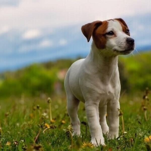 Hund - Jack Russel terrier 