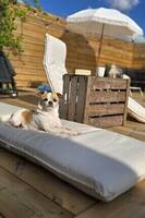 Blandras mops/cavaljer kung charles/chih