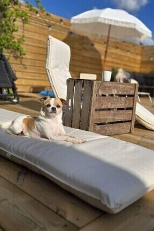 Hund - Blandras mops/cavaljer kung charles/chih