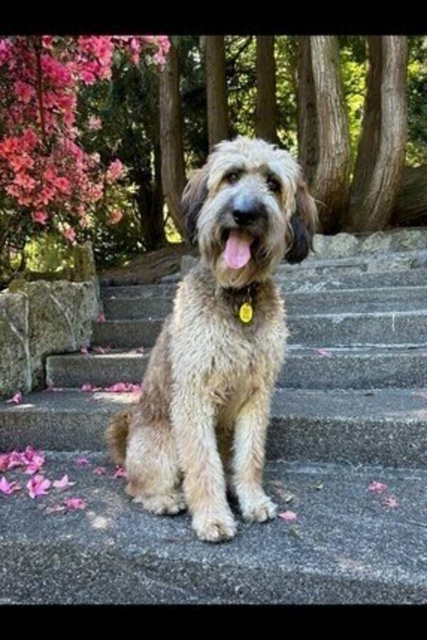 Hund - Labradoodlen Brumma