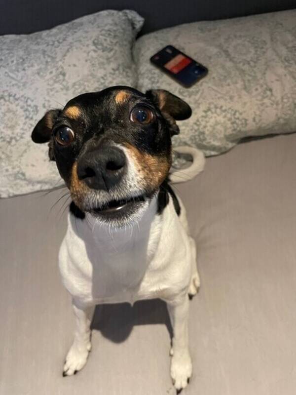 Hund - Valentino/tino