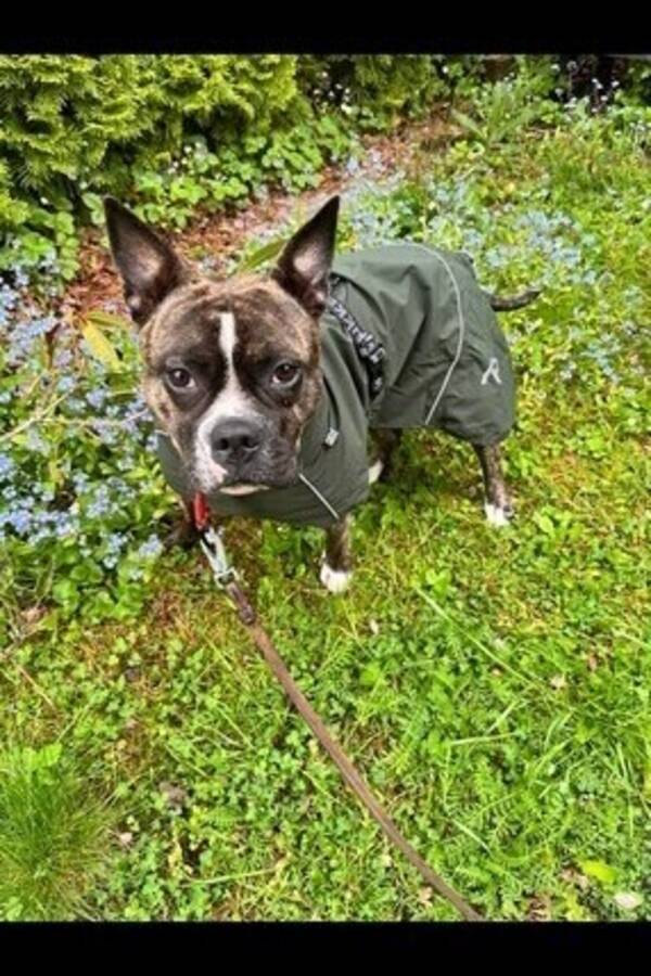 Hund - Pickles Bulldog