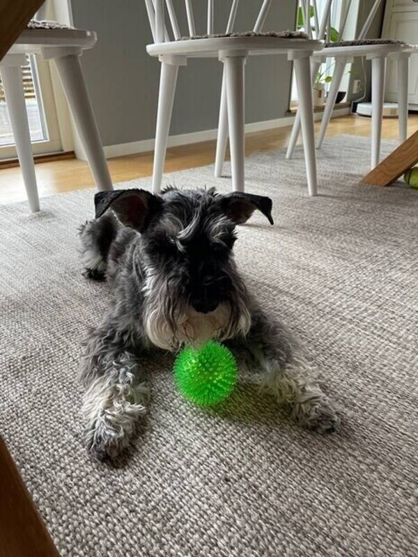 Hund - Dvärgschnauzer 