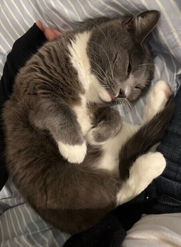 Katt - Bondkatten Siri