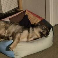 Ubbe västgötaspets 