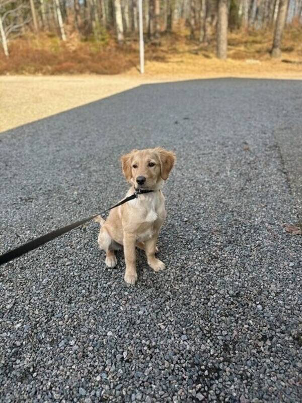 Hund - Goldendoodle Penny