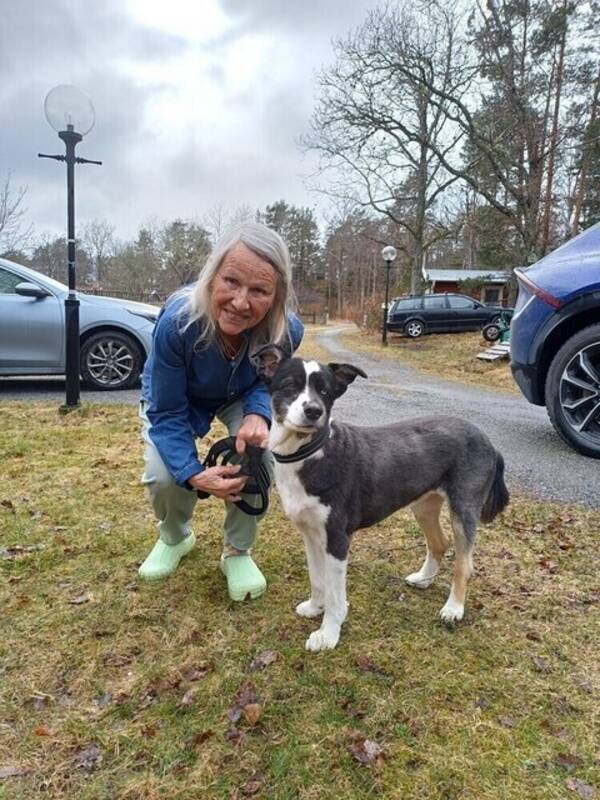 Hund - Mysiga familjehundar