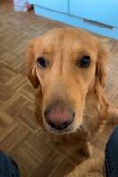 Golden retrievern Rio