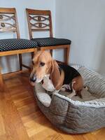 Basset Artisten Normand Märta-Louise