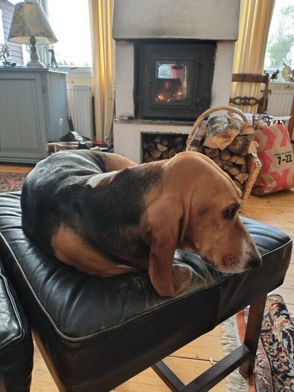 Hund - Basset Artisten Normand Märta-Louise