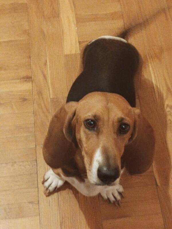 Hund - Basset Artisten Normand Märta-Louise