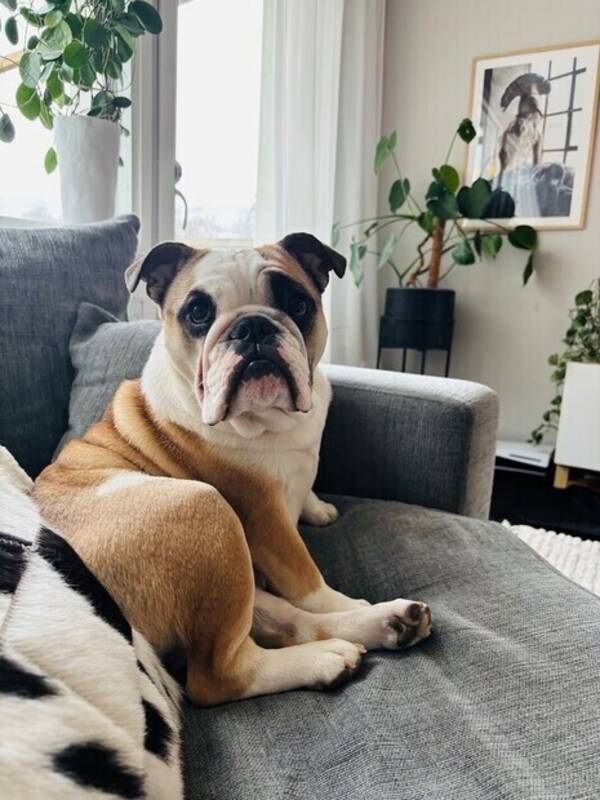 Hund - Zoey Engelsk Bulldog