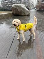 Golden-doodle Prince 