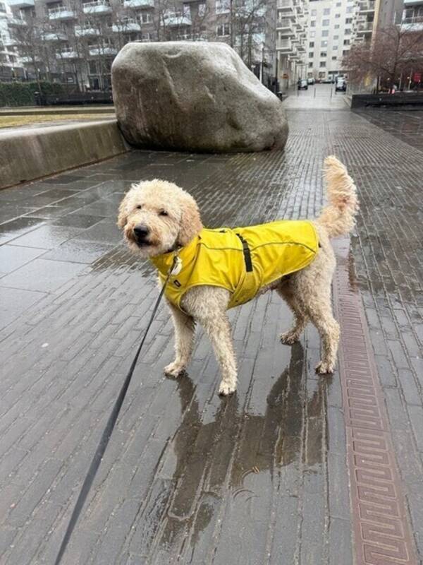 Hund - Golden-doodle Prince 