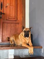 MIX = Shar Pei +  Belgisk malinois