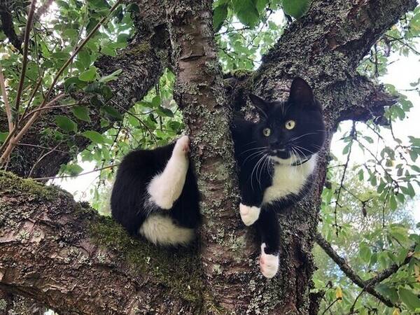 Katt - Katten Kloker