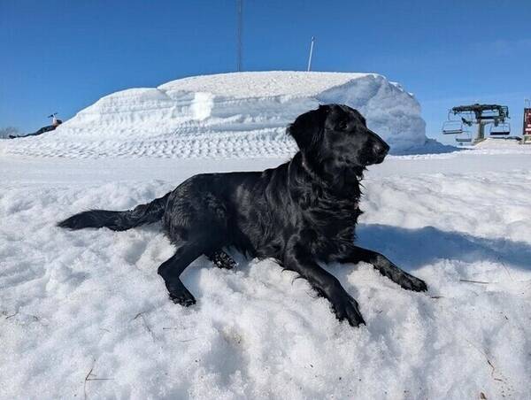 Hund - Flat coated retriver