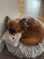 Långhårig Chihuahua 