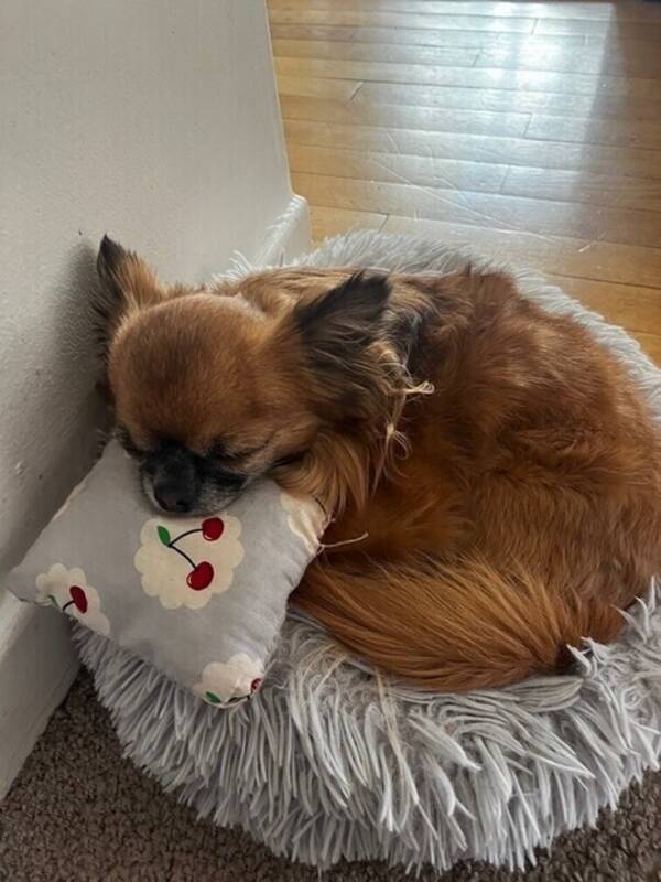 Hund - Långhårig Chihuahua 