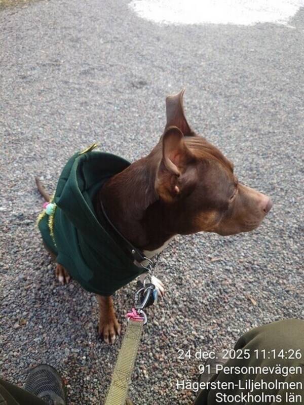 Hund - Maximus the Dog