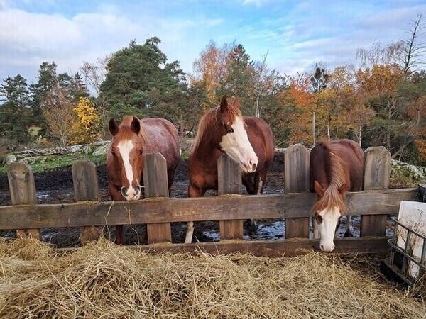 Övrigt - Hästar