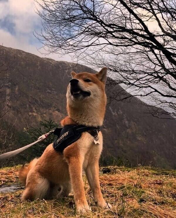 Hund - Shiba Inu