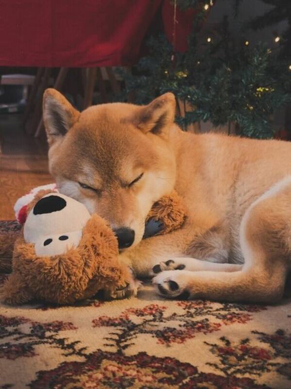 Hund - Shiba Inu
