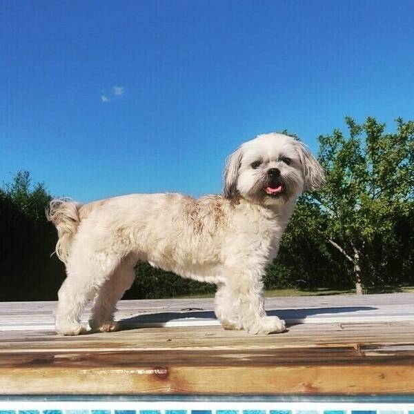 Hund - Lha apso & shih tzu