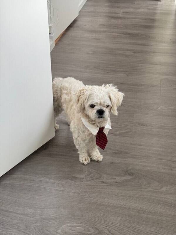 Hund - Malteserblanding