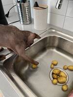 Katten Gizmo  -Sphynx  4 år 16 augusti