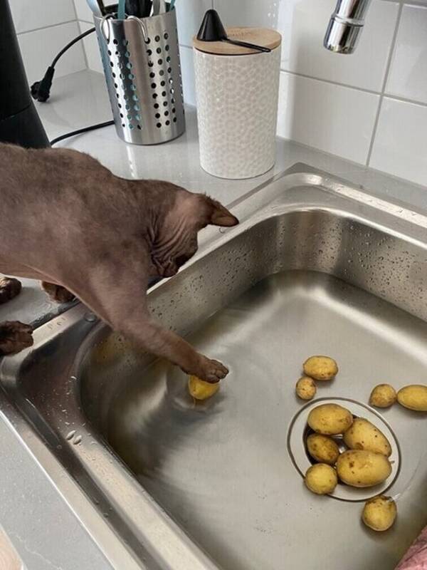 Katt - Katten Gizmo  -Sphynx  4 år 16 augusti