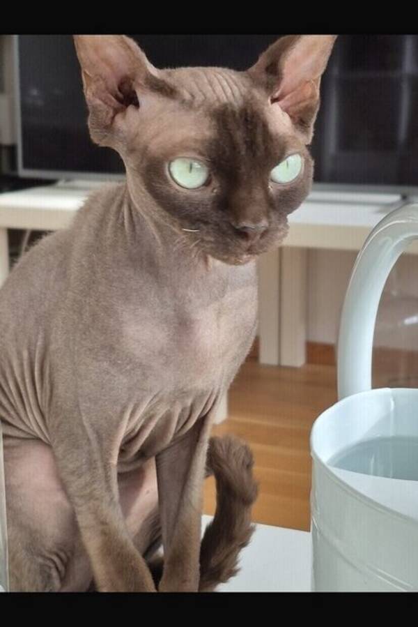 Katt - Katten Gizmo  -Sphynx  4 år 16 augusti