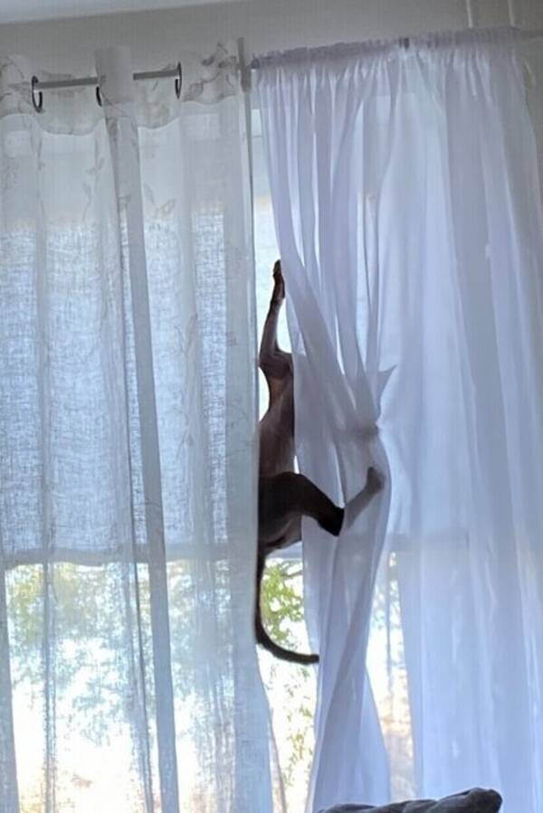 Katt - Katten Gizmo  -Sphynx  4 år 16 augusti