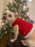 Chihuahua som heter Gabriel