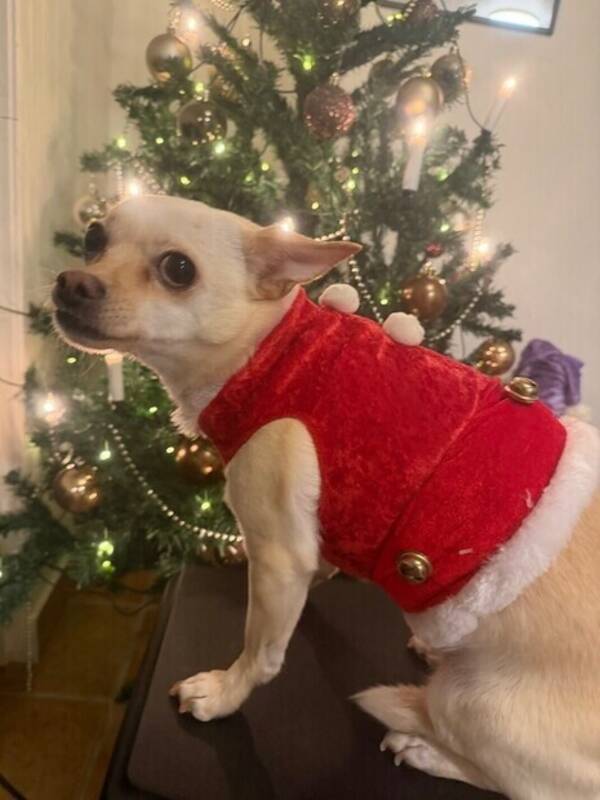 Hund - Chihuahua som heter Gabriel