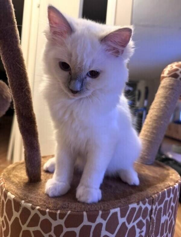 Katt - Ragdollen Bluey